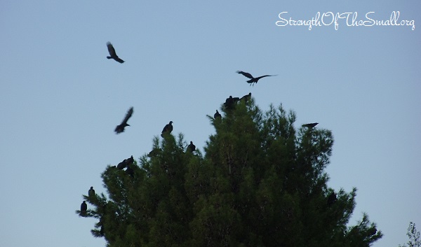 Flock of Crows on A Pine Tree.