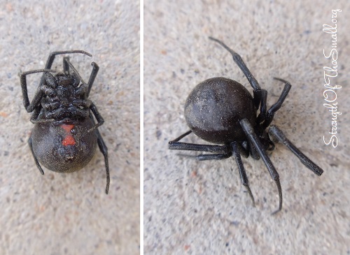 Adult Female Black Widow Spider.