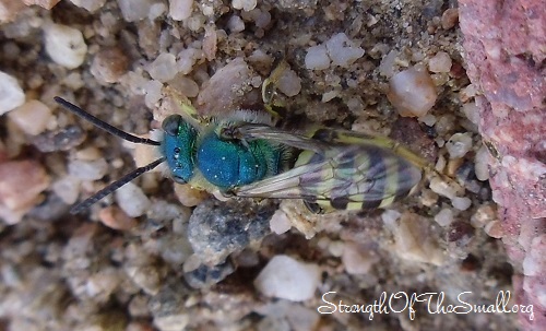 Agapostemon Melliventris.