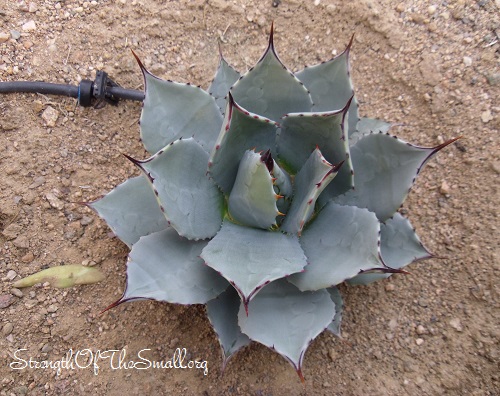 Agave Ovatifolia 'Frosty Blue'.