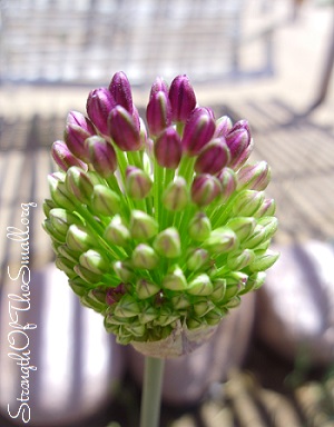 Allium Drumstick.