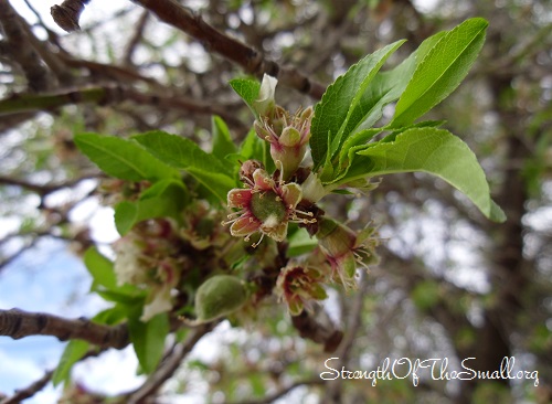 Almond Flowers turning into Almond.