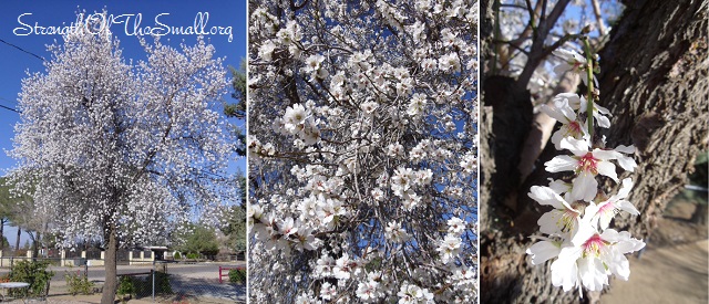 Sweet Almond Tree in Bloom.