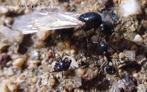 Ants fighting a Queen.