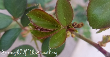 Aphids on Roses.