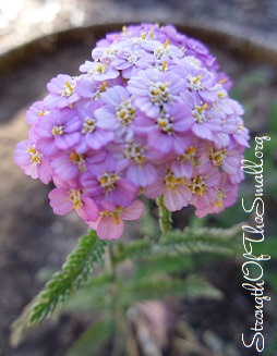 Apple Blossom Yarrow.