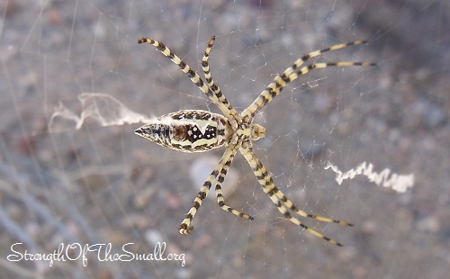 Argiope Trifasciata, a Banded Garden Orbweaver.