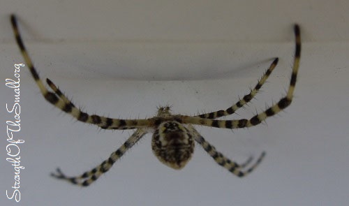 Argiope Trifasciata, a Banded Garden Orbweaver.