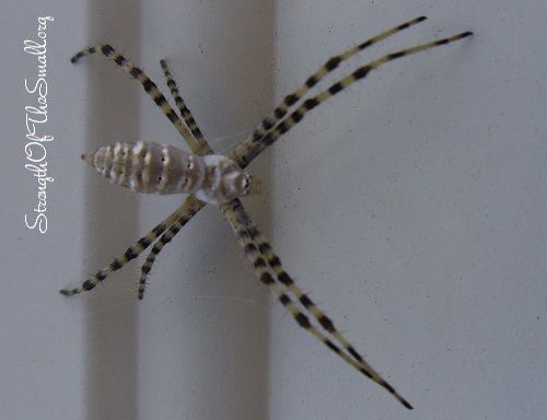 Argiope Trifasciata, a Banded Garden Orbweaver.