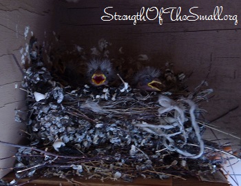 Baby Birds in Nest.