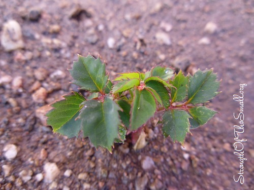 Rosebush started from Roots.