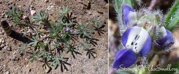 Bajada Lupine. 