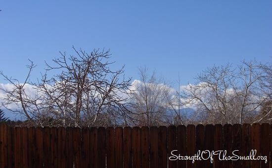 Bare Tree Branches and a Blue Sky.