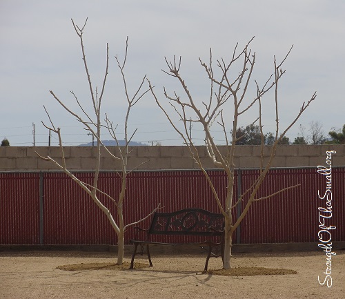 Bare Tree Branches.