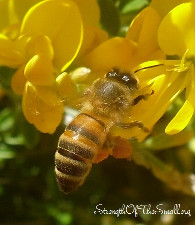 Bee Pollinating French Broom.