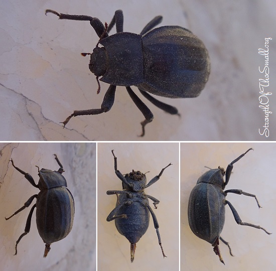 Beetle with Ovipositor.