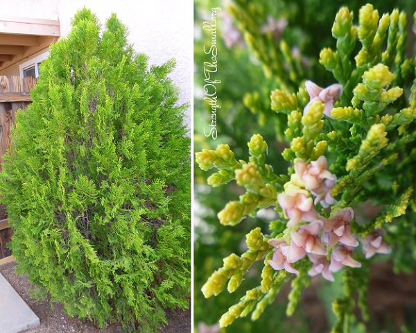 Thuja orientalis 'Berkmans Golden.'