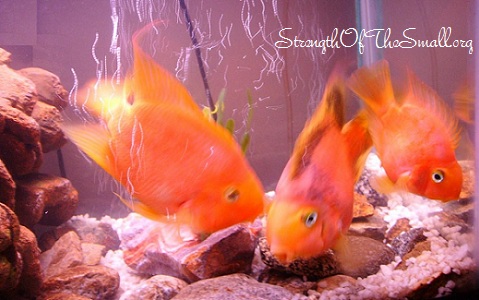 Blood Parrot Cichlid.