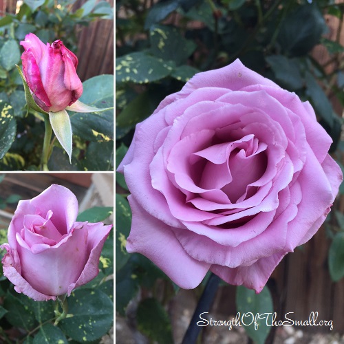 Blue Moon Hybrid Tea Rose