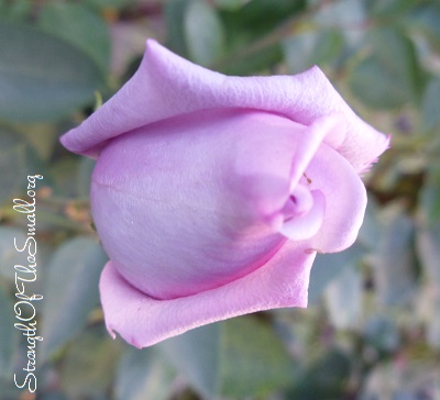 Blue Moon Rose Bud.