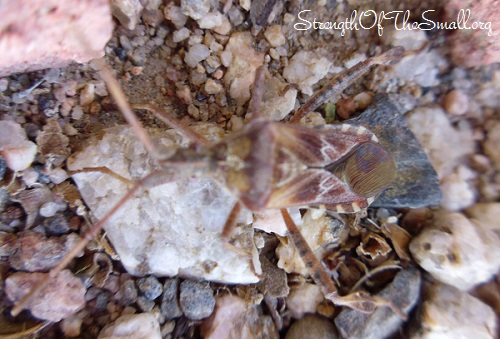 Brown Stink Bug.