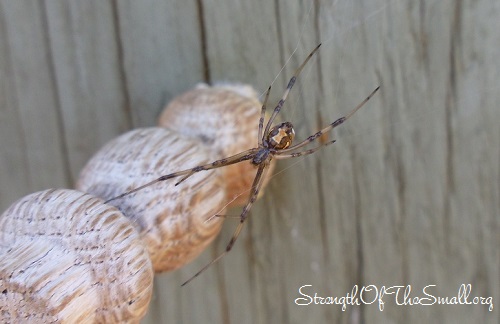 Brown Widow Spider.