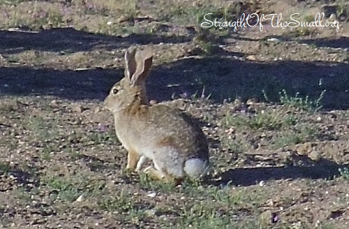 Cottontail Rabbit.