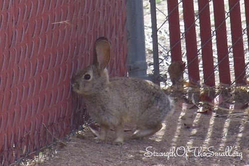  Bunny.