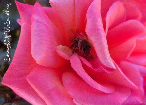 Busy Bee Pollinating.