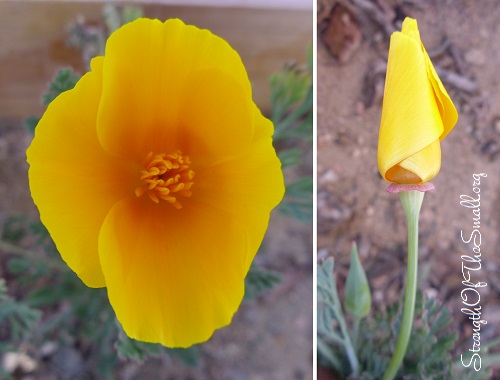 California Poppy Flower.
