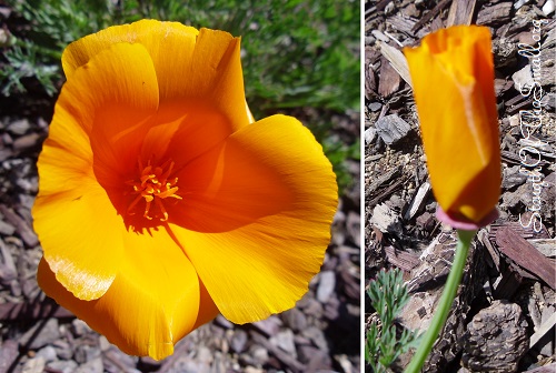 California Poppy Flower.