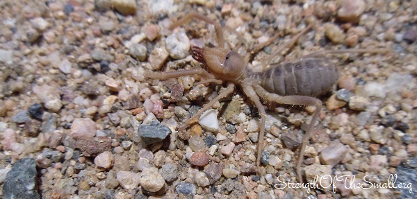 Camel Spider.