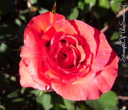 Camelot Hybrid Tea Rose.