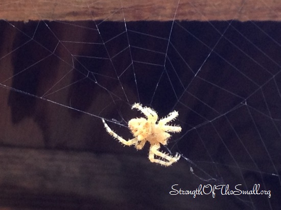 Cat-faced Spider.