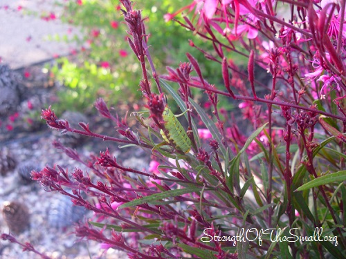 Caterpillar on Gaura Lindheimeri.