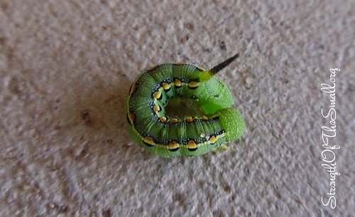 Caterpillar second instar stage.