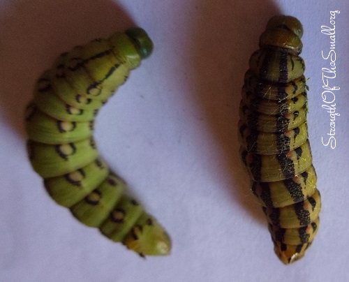 Caterpillars turning color.