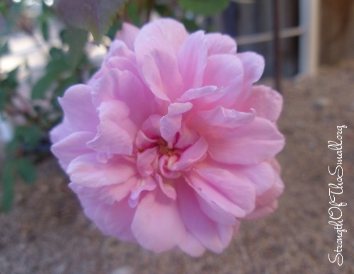 Cecile Brunner Climbing Rose Flower.