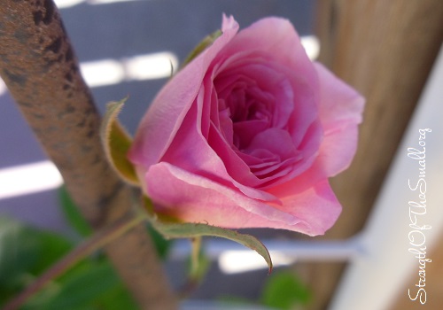 Cecile Brunner Climbing Rose Flower.