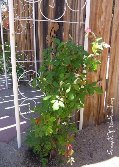 Cecile Brunner Climbing Rose.