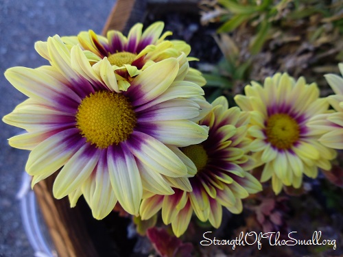 Chrysanthemums.