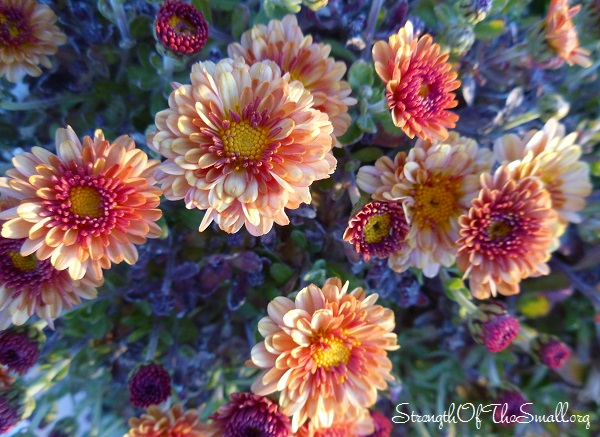 Chrysanthemums.