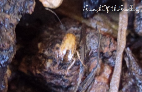 Cockroach in Mulch.