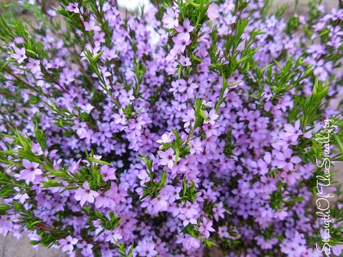 Coleonema Pulchrum (Pink Breath of Heaven).