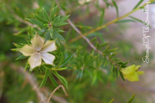 Coleonema Pulchrum Seed Pods.