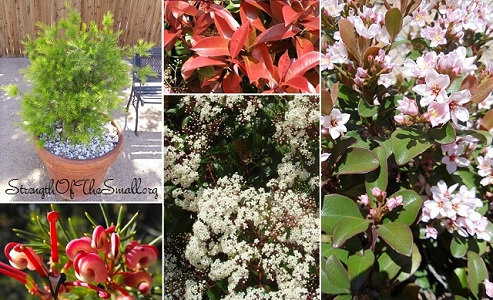 1. Grevillea Noellii  2. Photinia Fraseri 3. Southern Moon® Yedda Hawthorn.