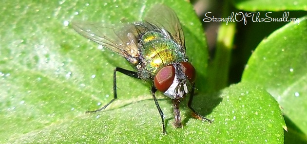 Common Green Bottle Flies.