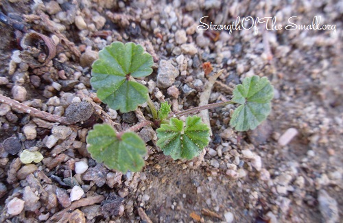 Common Mallow.