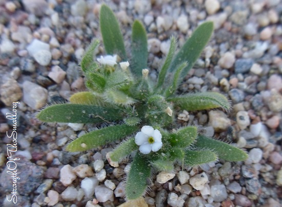 Corn Gromwell in Bloom.