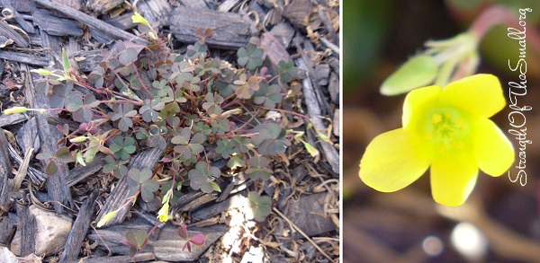 Creeping Woodsorrel (Purple leafed).